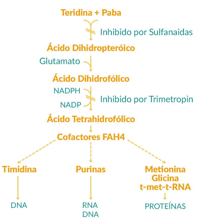Figura 2: Inhibición en etapas de la vía del folato (2).