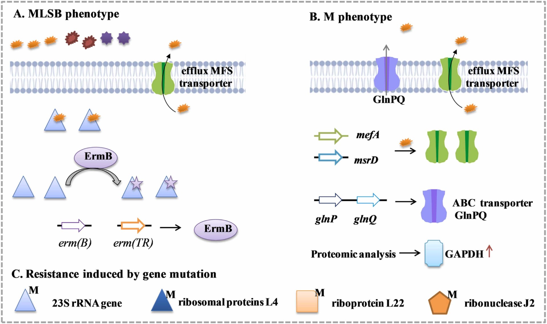 Figura 1. Mecanismos de resistencia a macrólidos en S. pneumoniae . (A) Mecanismo de resistencia al fenotipo MLSB; (B) Mecanismo de resistencia del fenotipo M; (C) Resistencia inducida por mutación genética.